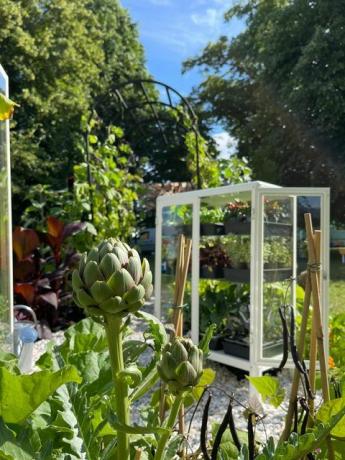 pěstuje zeleninu, vstává a pěstuje jedlou zahradu, zahradní festival v parkové zóně Hampton Court Palace Garden 2021