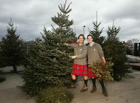 Borovci in iglice božična drevesa
