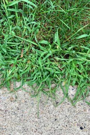 krabí tráva na chodníku