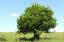 10 schnell wachsende Schattenbäume für gesprenkeltes Sonnenlicht, wo Sie es wollen