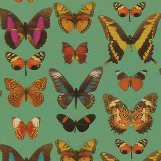Deyrolle sommerfugle gavepapir