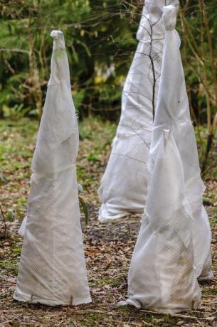 fleeces skyddar ömma växter från frost i en trädgård