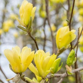 Magnolia x brooklynensis " Pasăre galbenă"