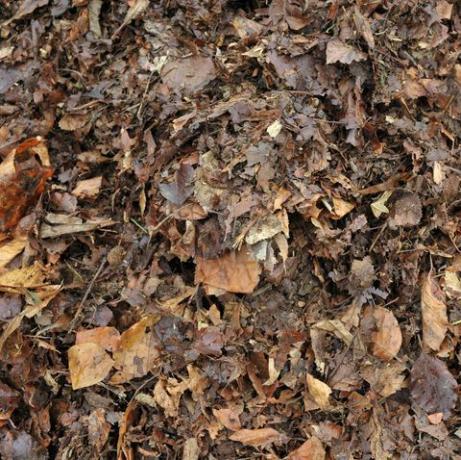 riciclare le foglie, foglie del giardino autunnali parzialmente marcite che formano muffa da utilizzare in giardino come terriccio o materiale per pacciamatura o da aggiungere al cumulo di compost
