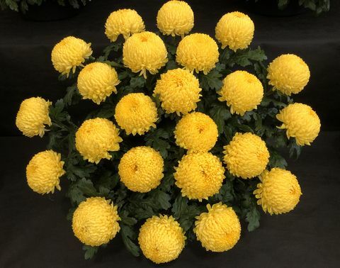 Chrysanthemum Archie Harrison - bunga senama bayi kerajaan