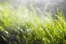 Varför du aldrig ska vattna din gräsmatta även under en värmebölja - råd om sommarträdgård
