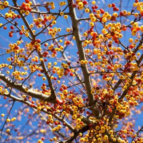ภาพระยะใกล้ของผลไม้เล็ก ๆ มากมายของต้นแอปเปิ้ลญี่ปุ่น malus toringo ในประเทศเยอรมนีในเดือนพฤศจิกายนที่หนาวเย็นเมื่อต้นไม้ไม่มีใบแล้ว