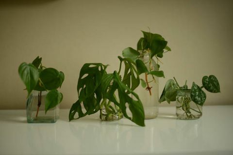 stecklinge von grünen pflanzen in einem glas mit wasser