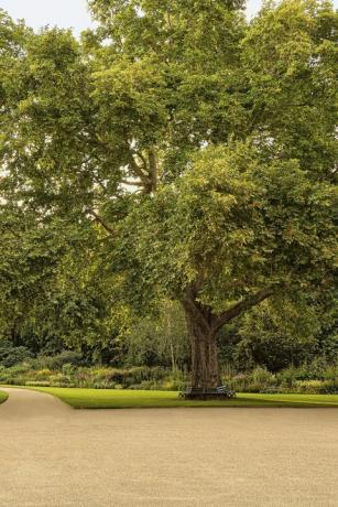 新しい本で明らかにされたバッキンガム宮殿庭園