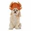 PetSmart ma śliczne nowe kostiumy na Święto Dziękczynienia dla psów