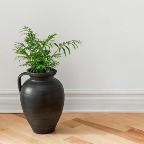 Amphora dengan tanaman hijau menghiasi ruangan