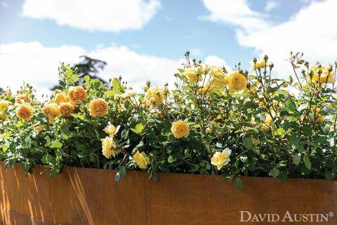 David Austin, installation af roser af roser, Rhs Hampton Court Palace Flower Show, juli 2021