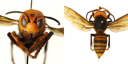 Kas ir Āzijas milzu hornets? “Murder Hornet” pamanīts ASV