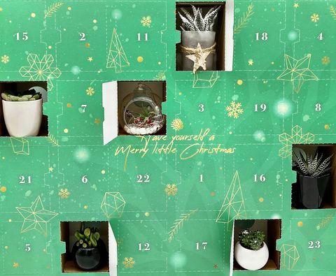 adventní kalendář vánočních rostlin