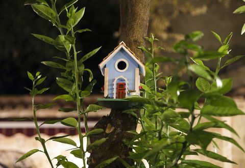 Casa de pájaro en el árbol