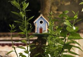 Πώς να δημιουργήσετε έναν κήπο άγριας ζωής στο σπίτι