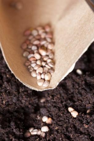 Samen, die in nährstoffreichen, kompostierten Boden gepflanzt werden