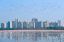 Plameňáci v Bombaji vytvářejí uprostřed zablokování oslnivé růžové moře