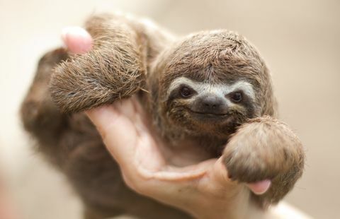 Sloth pohon berujung tiga di tangan.