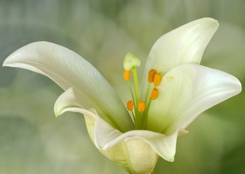 Lilium candidum oder Madonna Lily, ist eine Pflanze der Gattung Lilium, eine der wahren Lilien. Sie stammt aus dem Balkan und Westasien.