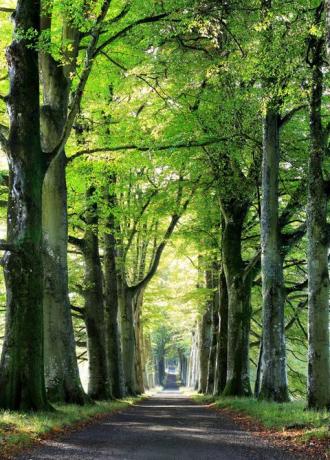 المناظر الطبيعية الخريفية الجميلة: أشجار الزان ، اسكتلندا ، قلعة دروموند