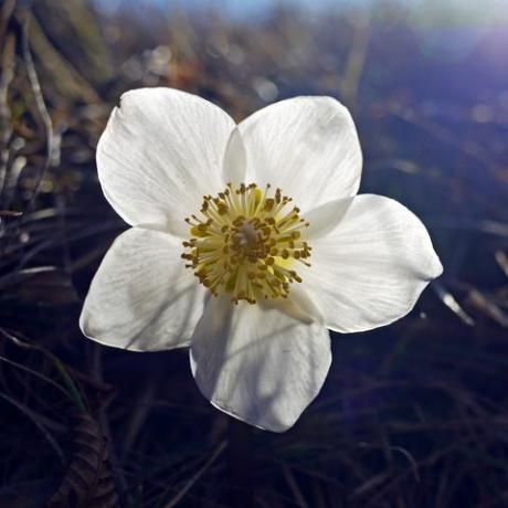 closeup mawar natal bunga putih tunggal