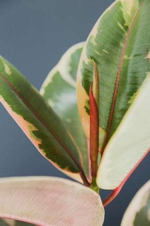 φυτό καουτσούκ, φυτό εσωτερικού χώρου ficus elastica
