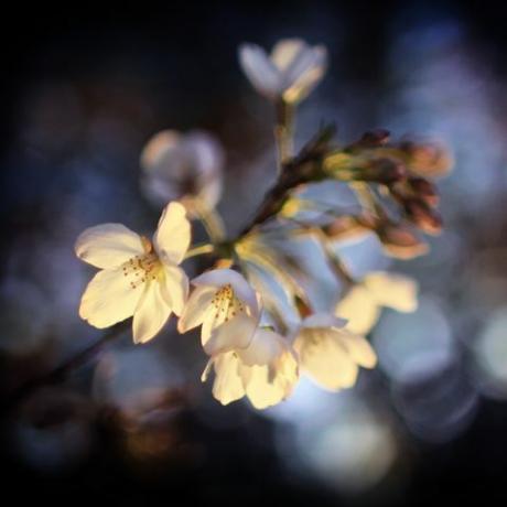 ķiršu zieds naktī iedegas gaismiņās sapņains, noskaņots fons mākslinieciska ziedu fotogrāfija