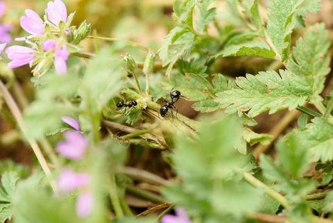 mravlja deluje v listih