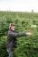 Waitrose продава гигантски 9 -футови коледни елхи навреме за най -натоварения ден на продажбите на дървета