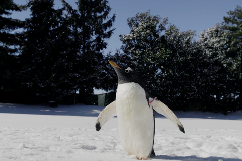 zázraky divokého akvária tučňáka