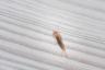 6 House Pests - Common House Pests UK