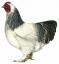 Film z gigantycznego kurczaka – Brahma Rooster