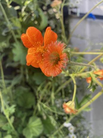 chelsea flower show dzikie pomysły na sadzenie