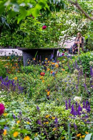 plante Chelsea donate spitalului din Londra pentru a onora viețile pierdute în pandemie