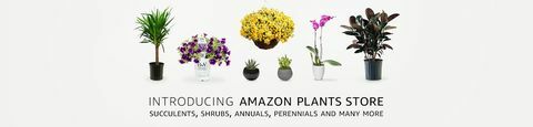 plantas, amazon.com