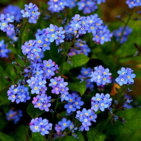tendências de jardim 2022 azul não me esqueça flores
