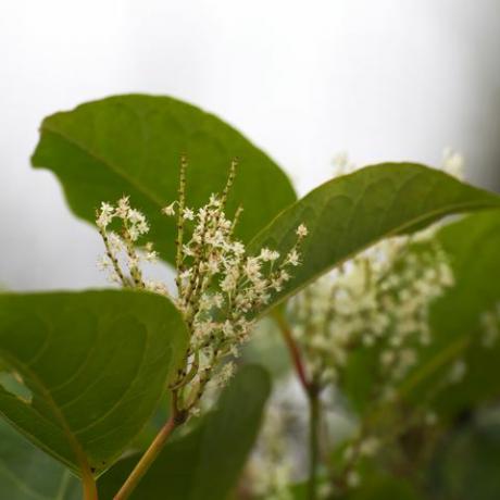 bunga knotweed jepang dari jepang knotweed fallopia japonica, spesies tanaman invasif di eropa
