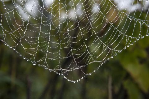Kastepisaroiden peittämät hämähäkinverkot tontilla tai puutarhassa varhain aamulla auringossa.
