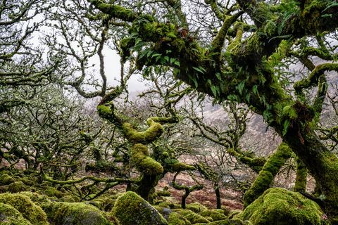 Wistman's Wood, Devon, England