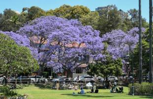 Sydneys Jacaranda-Bäume blühen