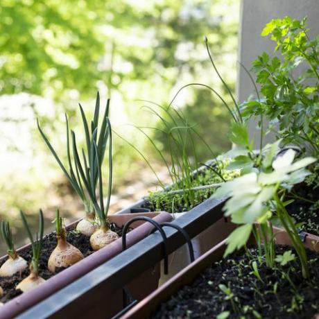 tendencias de jardín 2022 cultivar las suyas propias, varias hierbas que crecen en un pequeño jardín con balcón