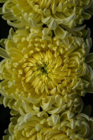 Chrizantema „American Beauty“ geltona. Tiesioginės chrizantemos.
