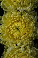 Tatton Park Flower Show 2019: Chrysanthemums Direct Master Grower