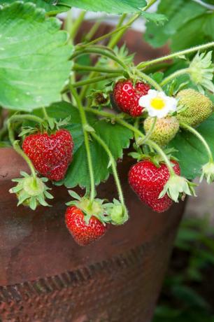 मिट्टी के बर्तन में बढ़ रही स्ट्रॉबेरी