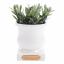 Ако не можете одржати биљке живим, потребна вам је ова ваза