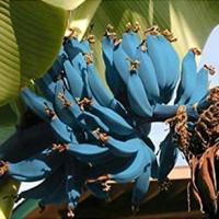 Bananele Java albastre au gust de înghețată