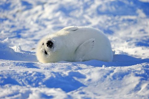 Mediu natural, iarnă, zăpadă, adaptare, calota de gheață, focă, înghețare, calota de gheață polară, mamifer marin, focă fără urechi, 