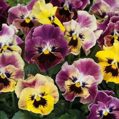 Pansy Plants - Frizzle Sizzle Fire Mixto