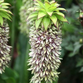 Eucomis bicolor | ananassi liilia sibulad